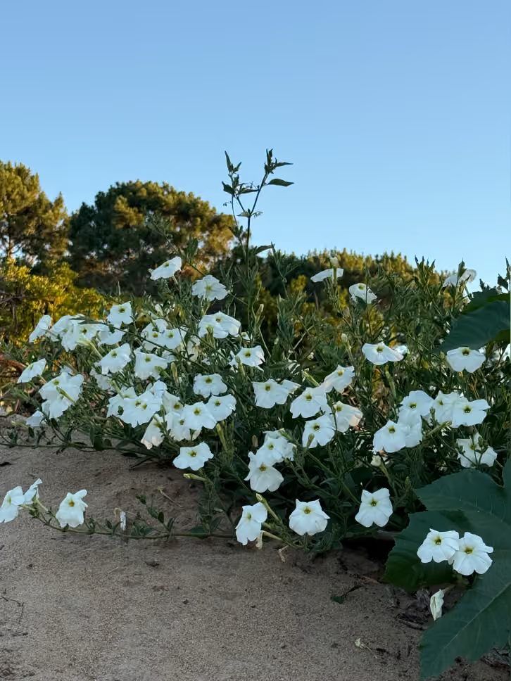 Surroundings of Astra in Playa Mansa — Parada 45 (Punta Ballena bay)