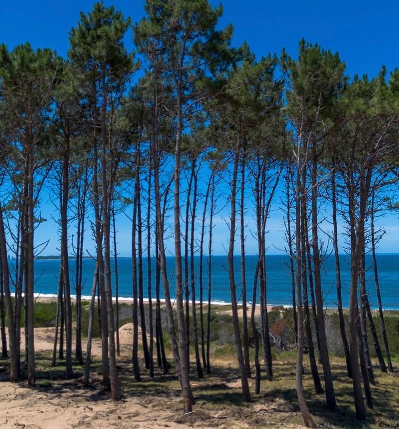 Pinar frente a la playa y el mar, dentro del predio