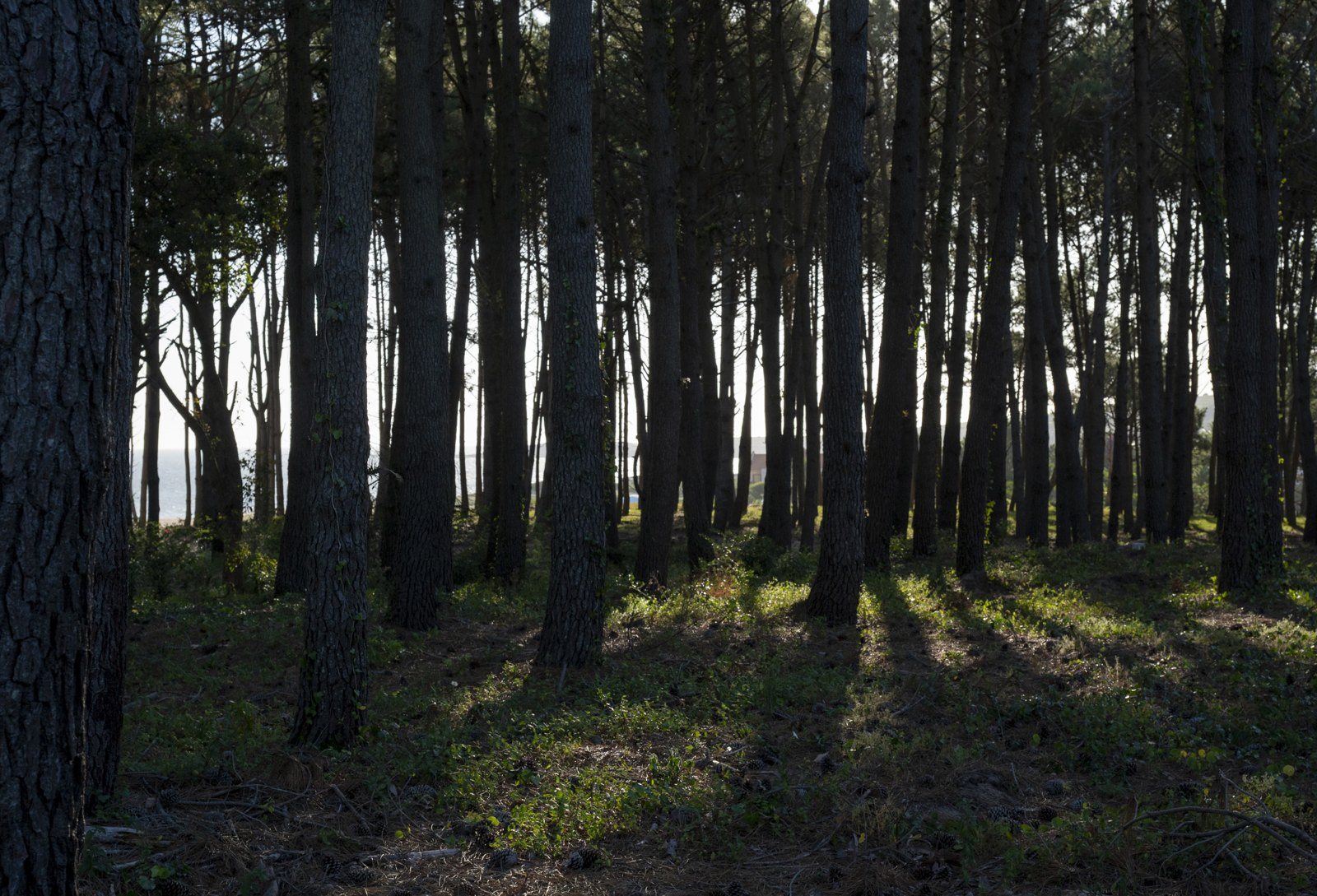 Maritime pine forest at Astra
