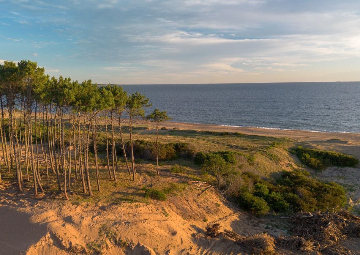 Pine forest by the beach at Astra