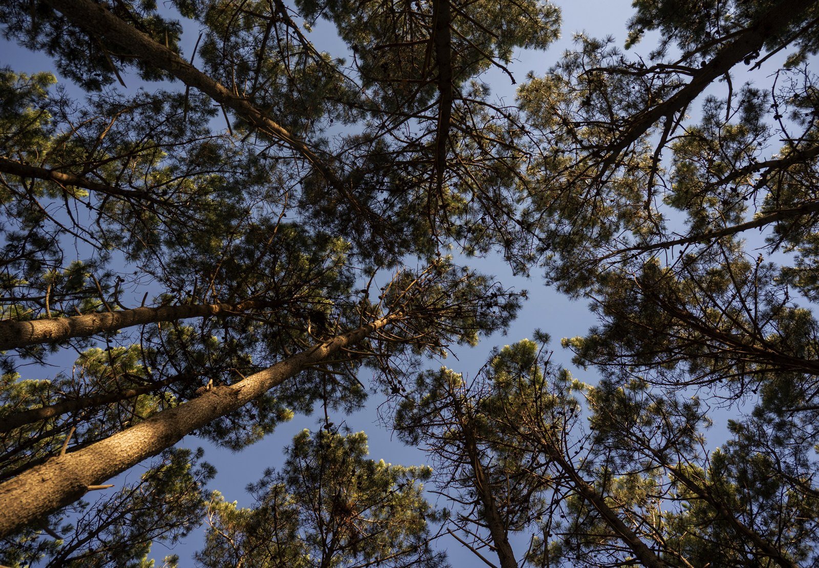 Treetops of the pine forest at Astra