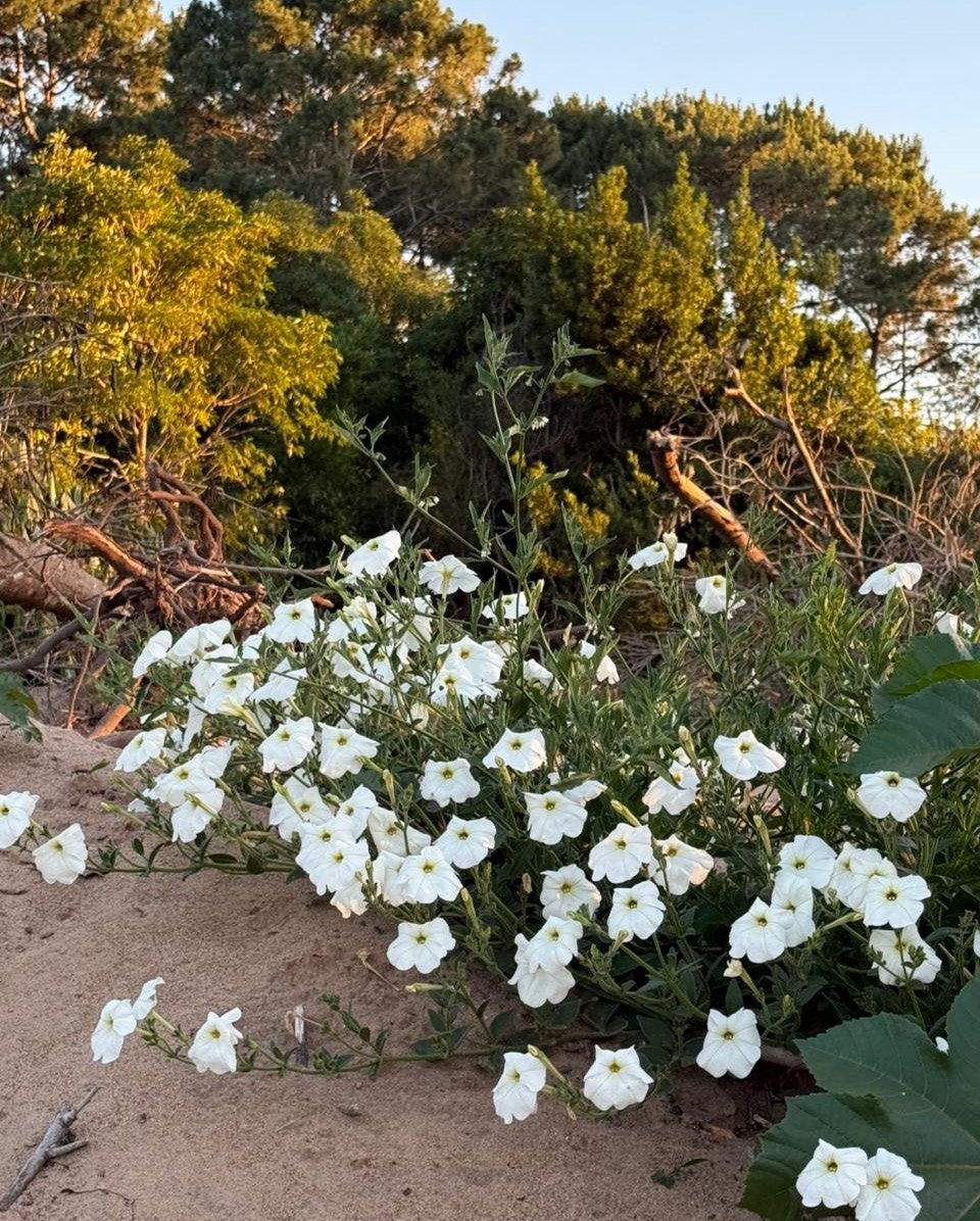 Native flora in Astra