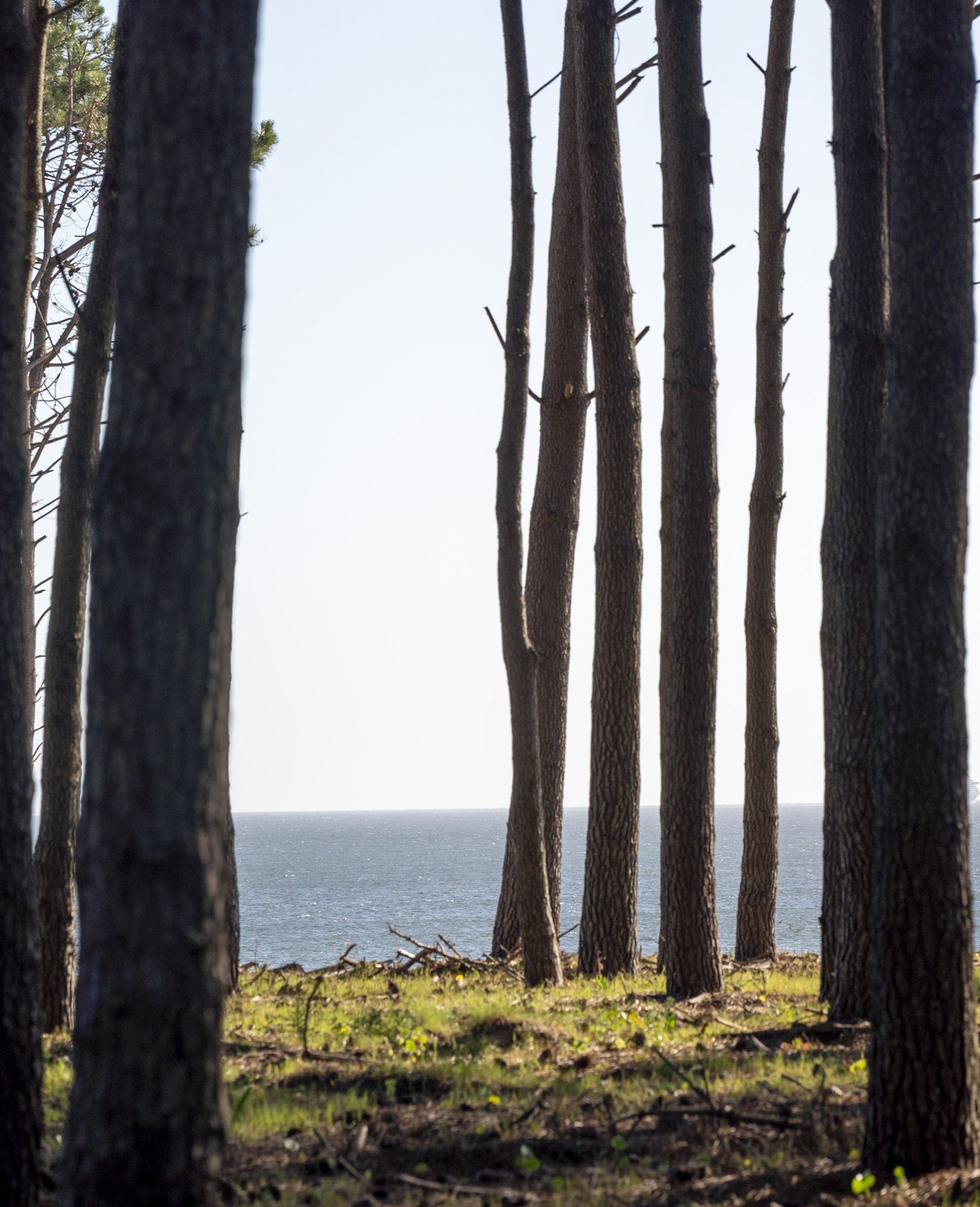 Pines by the sea in Astra