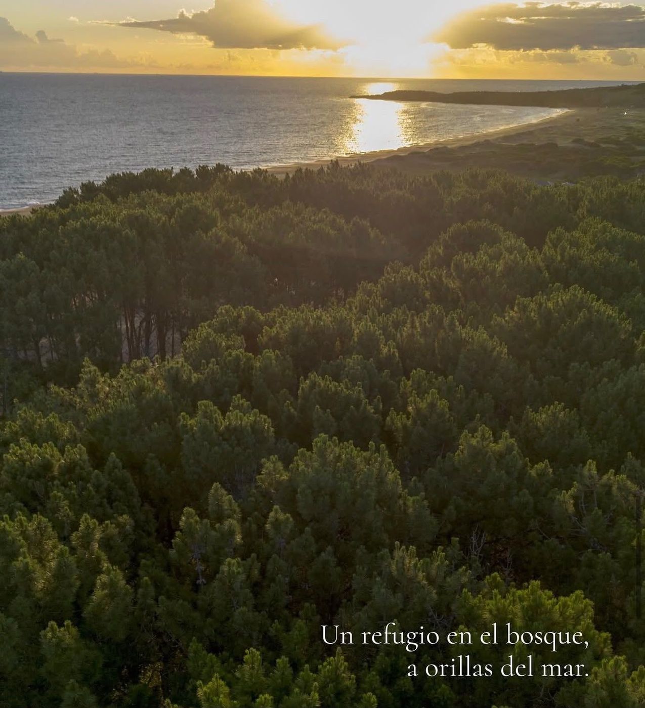 Aérea del bosque al atardecer con la bahía de Punta Ballena al fondo