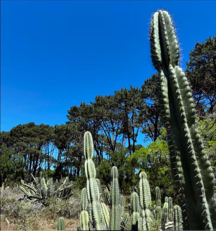 Astra area, Playa Mansa — Parada 45 (bay of Punta Ballena)