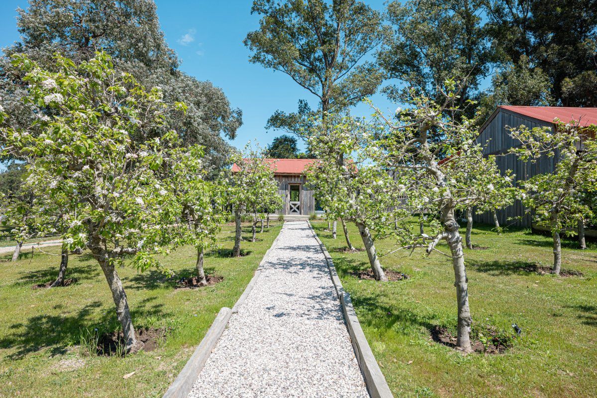Sendero de pedregullo entre frutales en flor, hacia el galpón de madera