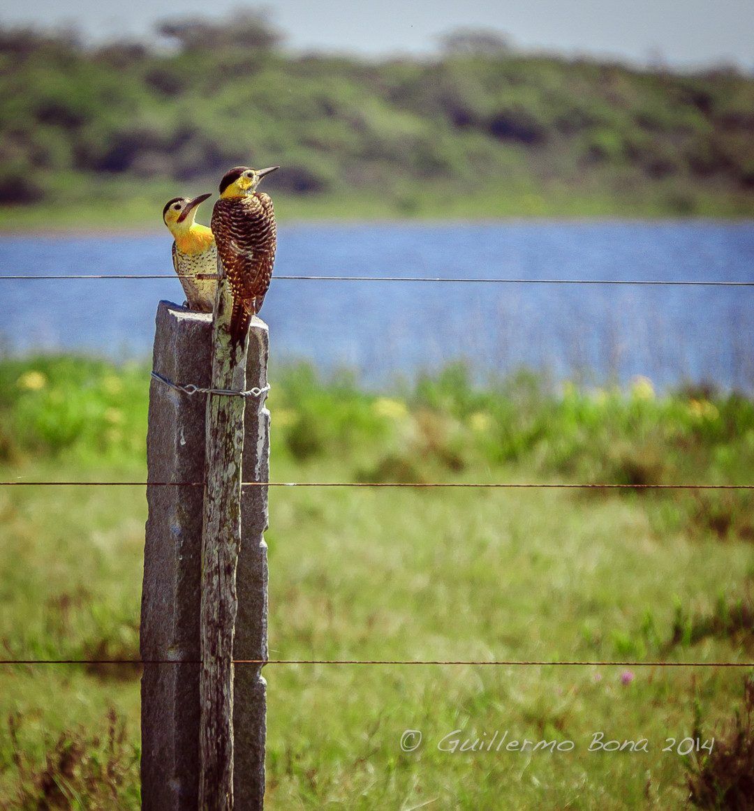 Dos pájaros carpinteros sobre un poste, con la laguna de fondo