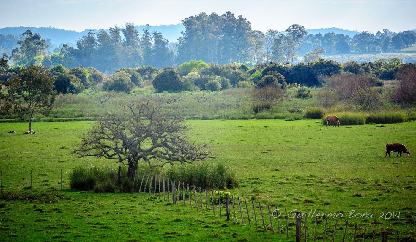 Pradera con caballos y monte nativo en El Quijote, camino al Cerro Eguzquiza
