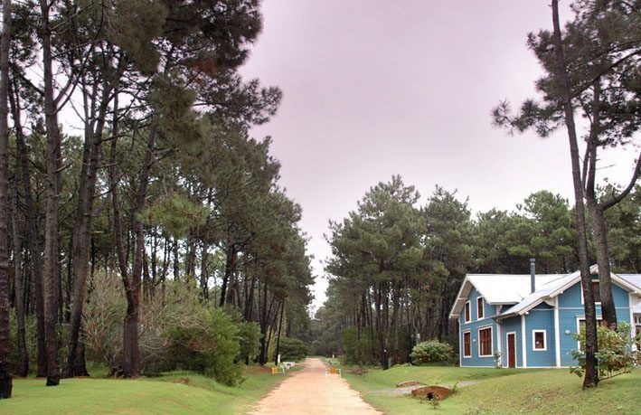 Calle interna de tosca entre pinos, con una casa