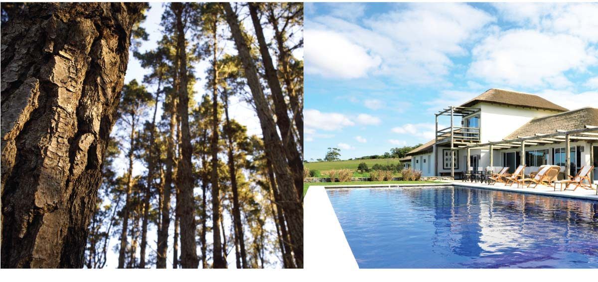 Casa club con piscina entre los pinos, en una lámina de folleto