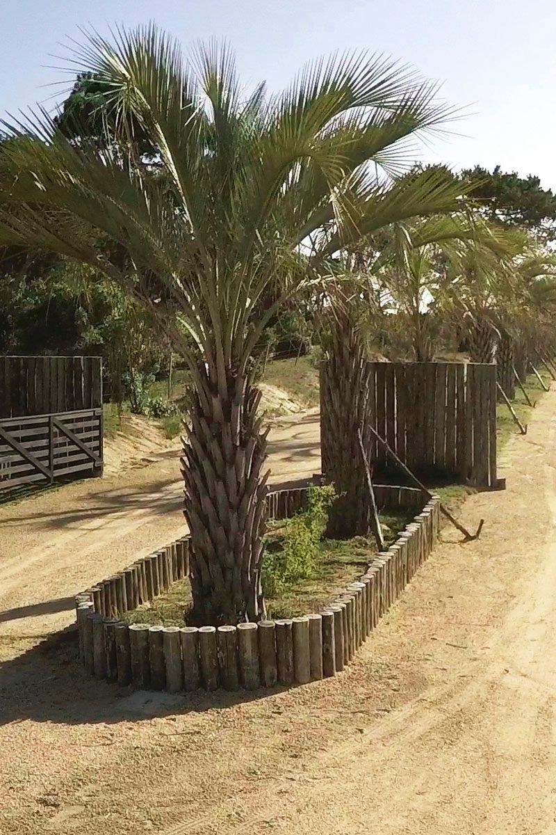 Playa Brava de José Ignacio (Médanos y Pinos) — José Ignacio, imagen 2