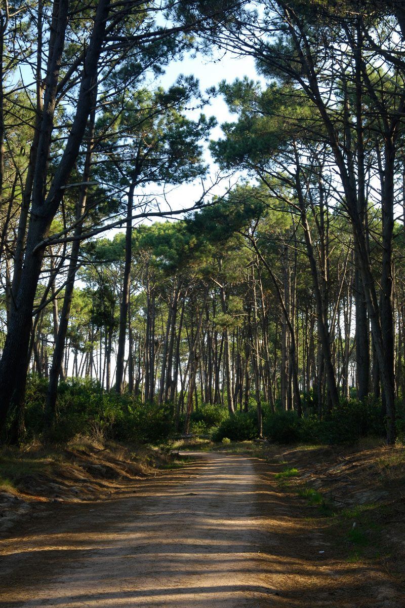 Camino de tierra entre pinos altos, con luz de tarde