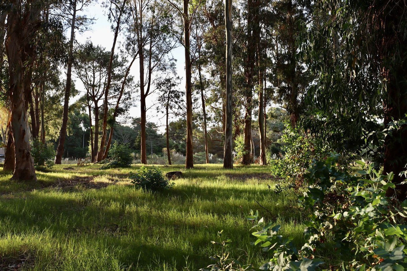 Bosque de eucaliptos con luz rasante sobre el pasto: el lote tal como se compra