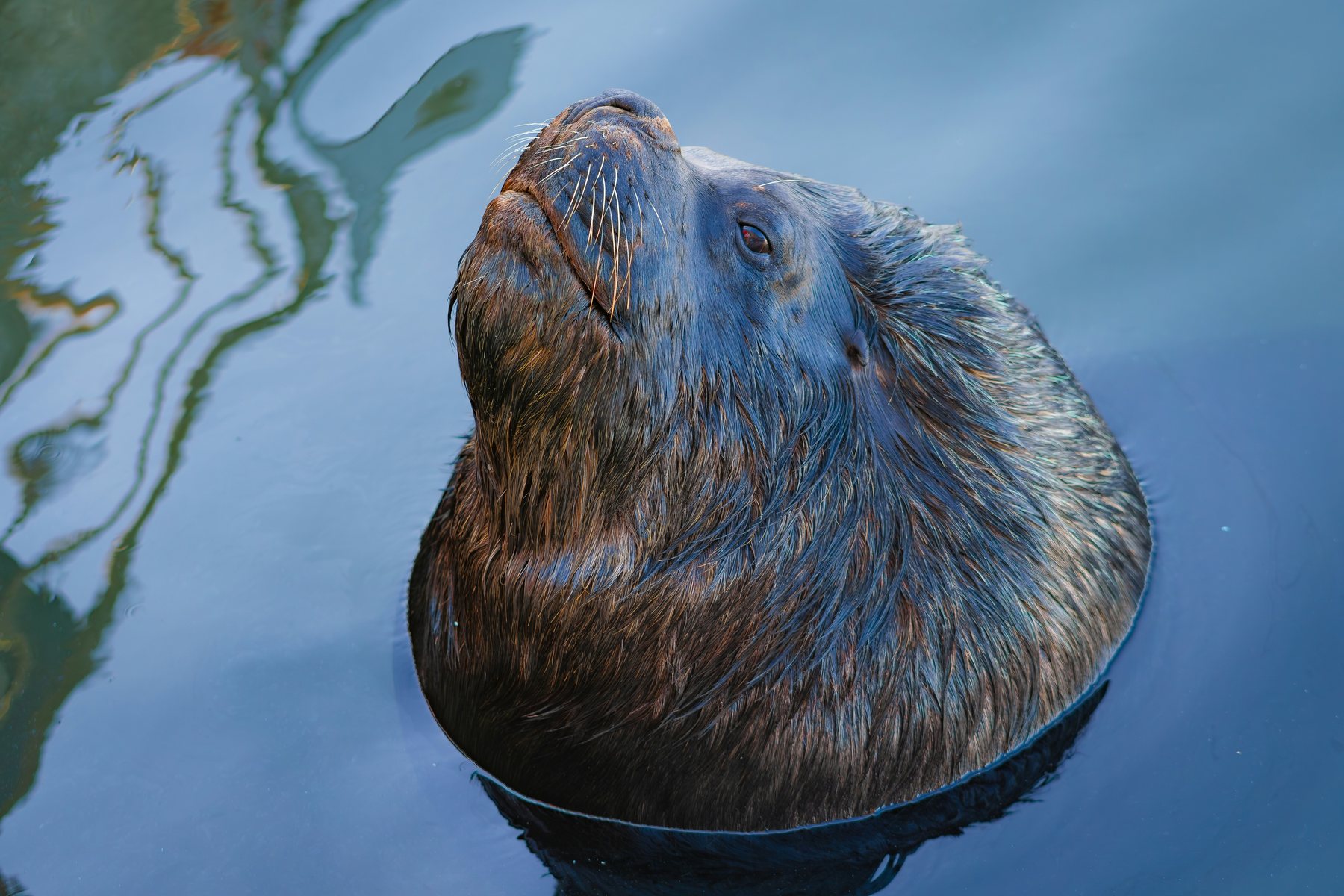 Lobo marino en el agua del puerto de Punta del Este